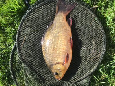 Auksinis karosas, 0,8 kg