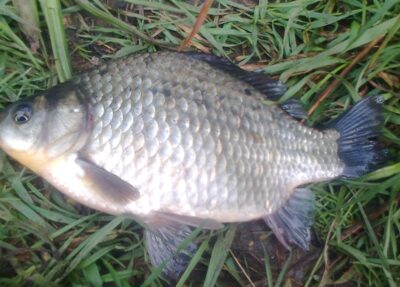 Sidabrinis karosas, 0,3 kg — Pakumulšių II-asis
