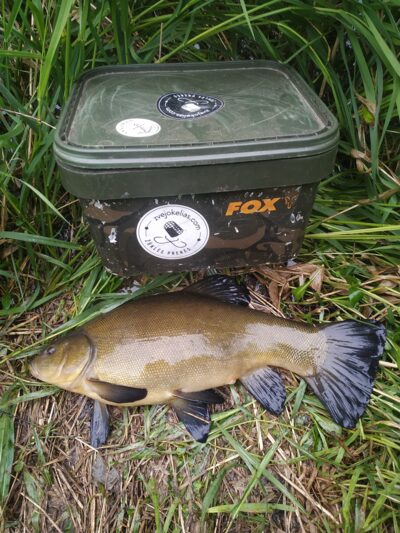 Lynas, 1,4 kg — Lėvuo