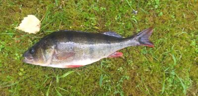 Ešerys, 0,6 kg — Sartai