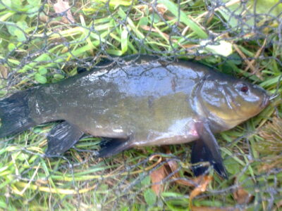 Lynas, 0,6 kg — Pakumulšių I-asis