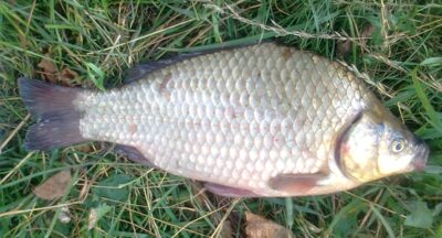 Sidabrinis karosas, 1,1 kg — Pakumulšių I-asis
