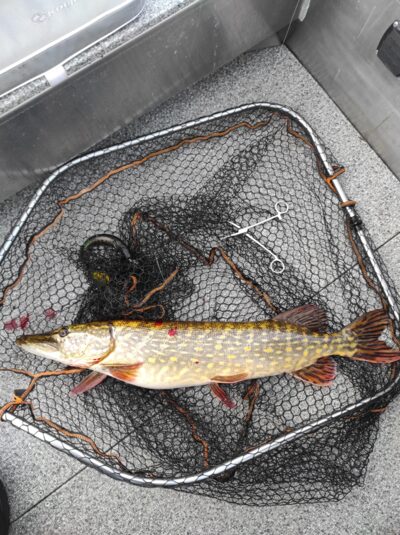 Lydeka, 3,8 kg — Drūkšiai