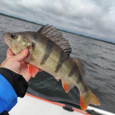 Ešerys, 0,7 kg — Drūkšiai