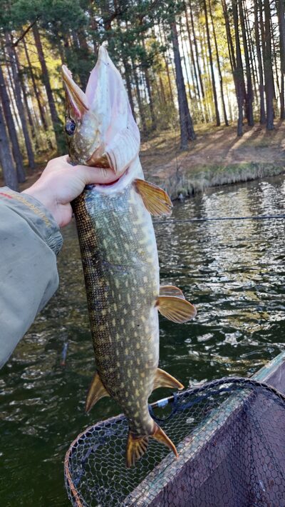 Lydeka, 3,0 kg — Paštys
