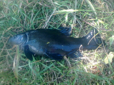 Lynas, 0,5 kg — Pakumulšių I-asis