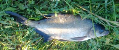 Karšis, 0,6 kg — Pakumulšių I-asis