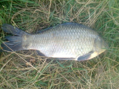 Sidabrinis karosas, 1,1 kg — Pakumulšių I-asis