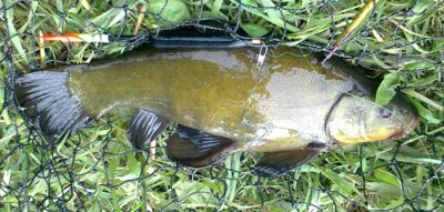 Lynas, 0,8 kg — Pakumulšių I-asis