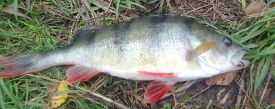 Ešerys, 0,6 kg — Pakumulšių II-asis