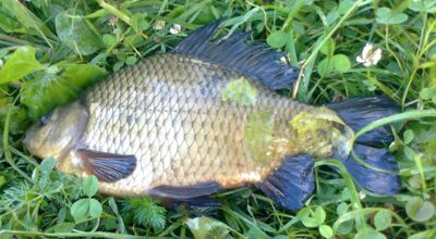 Auksinis karosas, 0,5 kg — Pakumulšių I-asis