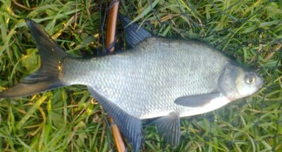 Karšis, 0,6 kg — Pakumulšių I-asis