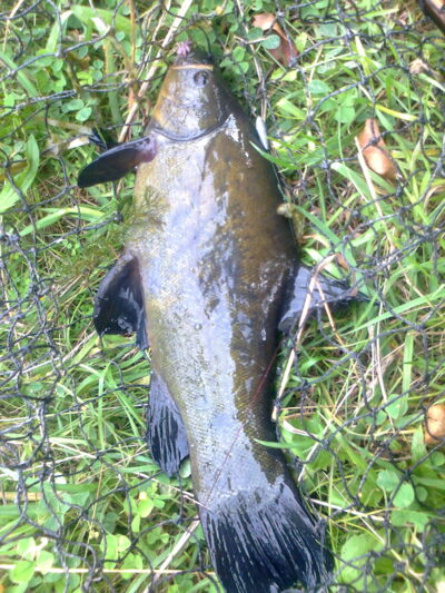 Lynas, 0,8 kg — Pakumulšių I-asis