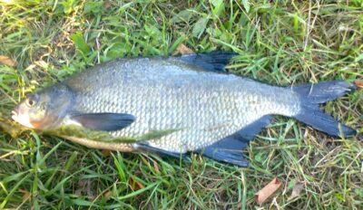 Karšis, 0,9 kg — Pakumulšių I-asis