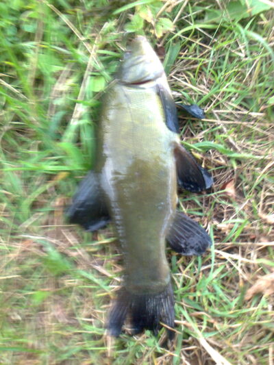 Lynas, 0,6 kg — Pakumulšių I-asis