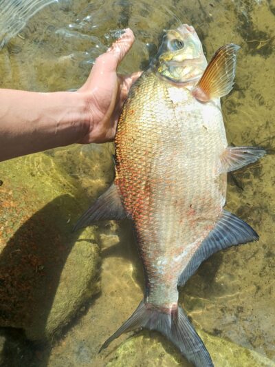 Karšis, 1,2 kg