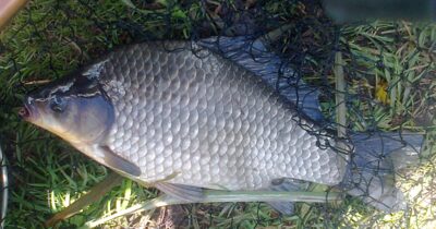 Sidabrinis karosas, 1,4 kg — Pakumulšių II-asis
