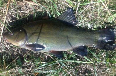 Lynas, 0,6 kg — Pakumulšių I-asis