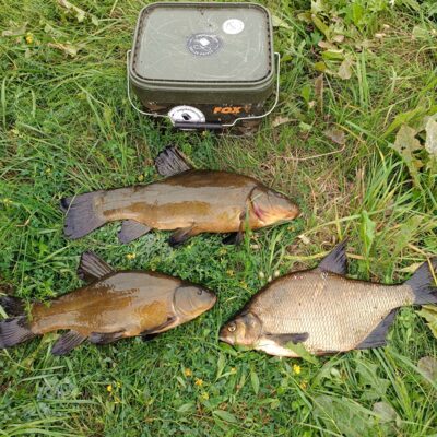 Lynas, 1,5 kg — Mūša