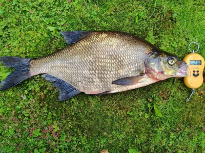 Karšis, 2,3 kg — Sartai