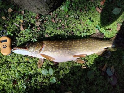 Lydeka, 2,7 kg — Zalvė