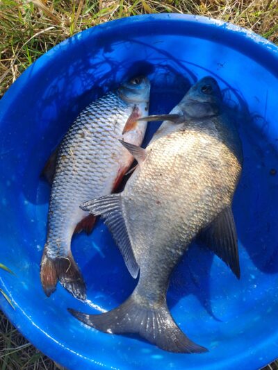 Paprastoji kuoja, 0,6 kg — Nemunas