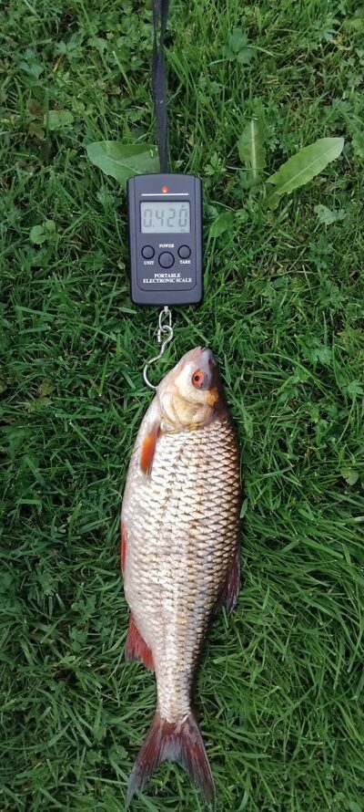 Paprastoji kuoja, 0,4 kg — Apaščia