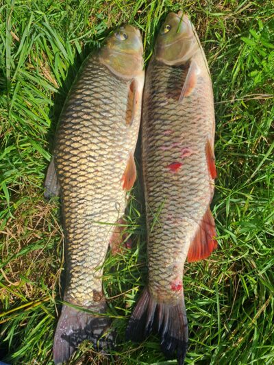 šapalas ×2 — Nemunas