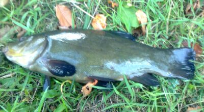 Lynas, 0,6 kg — Pakumulšių I-asis