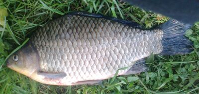 Sidabrinis karosas, 1,0 kg — Pakumulšių I-asis