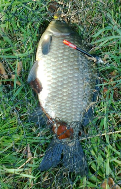 Sidabrinis karosas, 1,4 kg — Pakumulšių I-asis