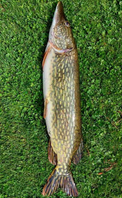 Lydeka, 4,5 kg