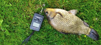 Sidabrinis karosas, 0,5 kg