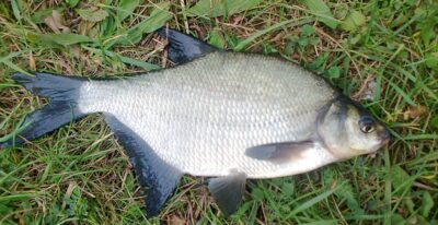 Karšis, 0,6 kg — Pakumulšių I-asis