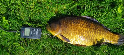 Sidabrinis karosas, 1,0 kg
