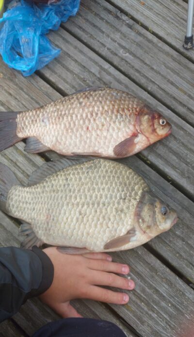 Sidabrinis karosas ×2