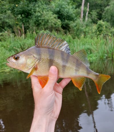Ešerys, 0,3 kg — Šventoji