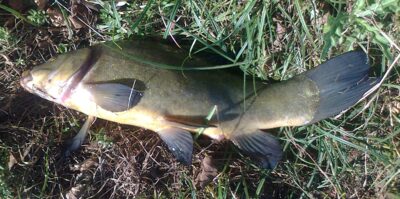 Lynas, 1,8 kg — Pakumulšių I-asis