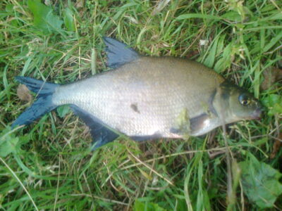 Karšis, 0,5 kg