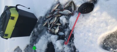 Paprastoji kuoja ×14
