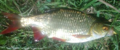 Paprastoji raudė, 0,2 kg — Pakumulšių I-asis