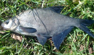 Karšis, 0,7 kg — Pakumulšių I-asis