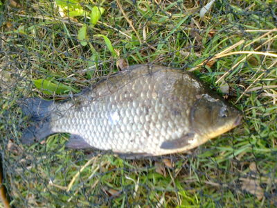 Sidabrinis karosas, 1,3 kg — Pakumulšių I-asis