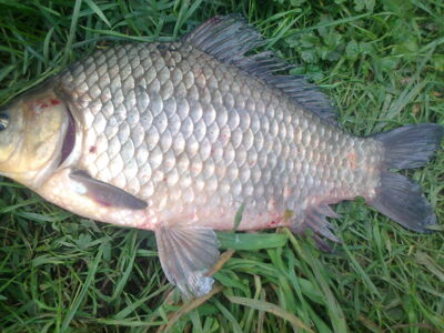 Sidabrinis karosas, 1,2 kg — Pakumulšių II-asis