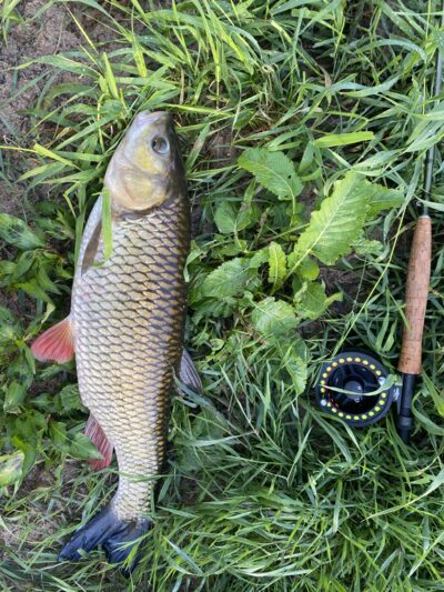šapalas, 2,5 kg — Minija