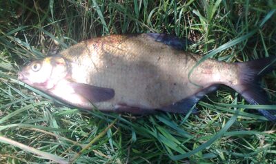 Karšis, 1,1 kg — Pakumulšių I-asis