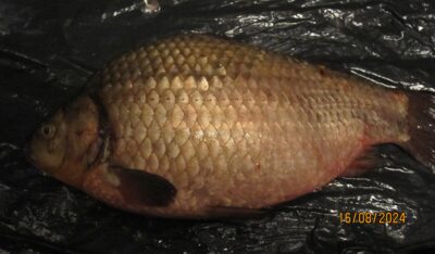 Sidabrinis karosas, 1,5 kg — Pakumulšių I-asis