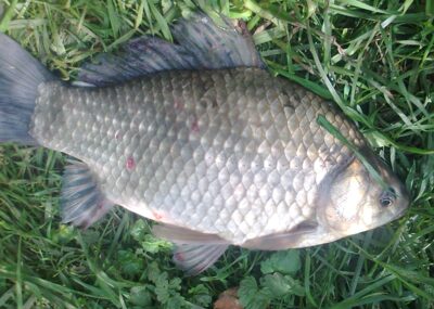 Sidabrinis karosas, 0,8 kg — Pakumulšių II-asis