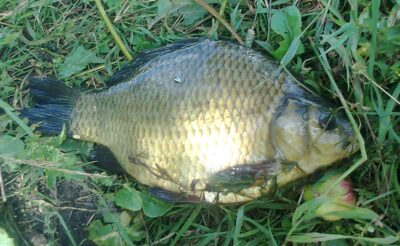Auksinis karosas, 0,7 kg — Pakumulšių I-asis
