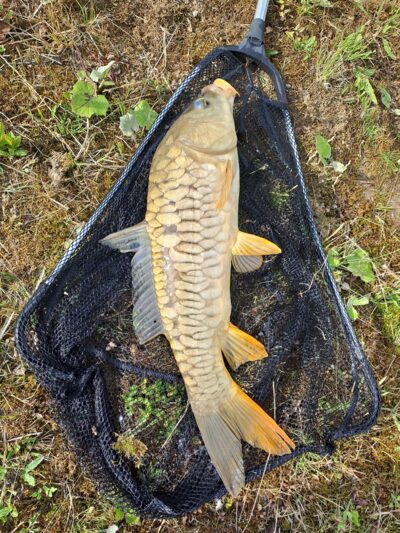 Paprastasis karpis, 3,2 kg — Naudvario